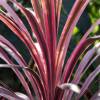 Cordyline, pink