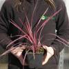 Cordyline, pink