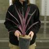 Cordyline, pink