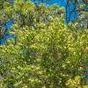 Bottlebrush,White