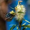 Bottlebrush,White