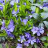 Periwinkle, Dwarf Blue