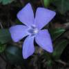 Periwinkle, Dwarf Blue