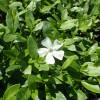 Periwinkle, Dwarf White