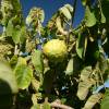 Cherimoya