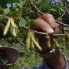 Cherimoya