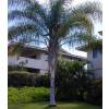 Cocos Palm, Queen Palm