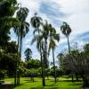 Cocos Palm, Queen Palm