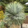 Yucca rostrata, Beaked Yucca