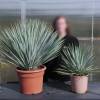 Yucca rostrata, Beaked Yucca