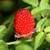 Raspberry, Japanese Strawberry