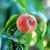 Peach tree with flat yellow peach