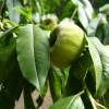 Peach tree with flat white peach