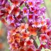 Buddleia Two-coloured 'Flower Power'