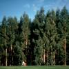 Eucalyptus Tree, Southern Blue Gum, Blue Gum