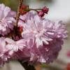 Cherry, Weeping Oriental 'Kiku-shidare-sakura'