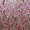 Willow, Japanese Pink Pussy 'Mount Aso'