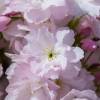 Oriental cherry with columnar shape 'amanogawa'