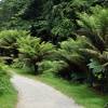 Fern, Dicksonia Antarctica Tree