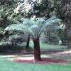 Fern, Dicksonia Antarctica Tree