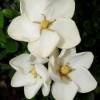 Gardenia 'Kleim's Hardy'