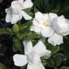 Gardenia 'Crown Jewel'