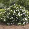 Gardenia 'Crown Jewel'