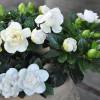 Gardenia 'Crown Jewel'