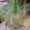 Mexican grass tree