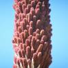 Mexican grass tree