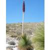 Mexican grass tree