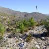 Mexican grass tree