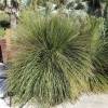 Mexican grass tree