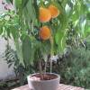 Self-fertile dwarf Peach tree