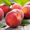 Self-fertile dwarf Peach tree