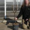 Self-fertile dwarf Peach tree