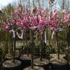 Self-fertile dwarf Peach tree