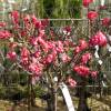 Self-fertile dwarf Peach tree