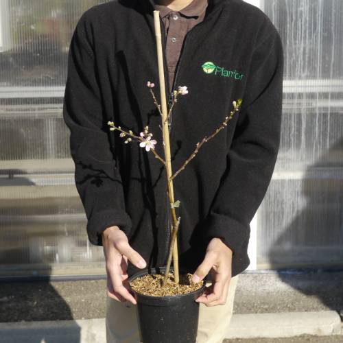 Selffertile dwarf Peach tree buy Selffertile dwarf Peach tree