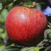 Apple tree, Dwarf Self-fertile