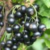 Blackcurrant, dwarf