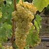 Grape Vine Chasselas dor