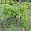 Grape Vine Chasselas dor