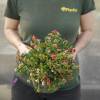 Lingonberry, Mountain cranberry
