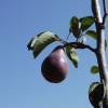 Pear tree, 'William's' red