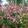 Rose 'Mutabilis', Chinese Rose