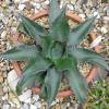 Agave, Mountain