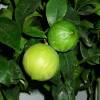 Bergamot orange