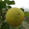 Bergamot orange