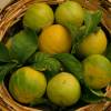 Bergamot orange